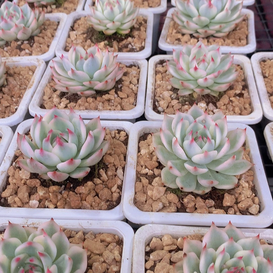 吉娃娃白福伦锦3567899000