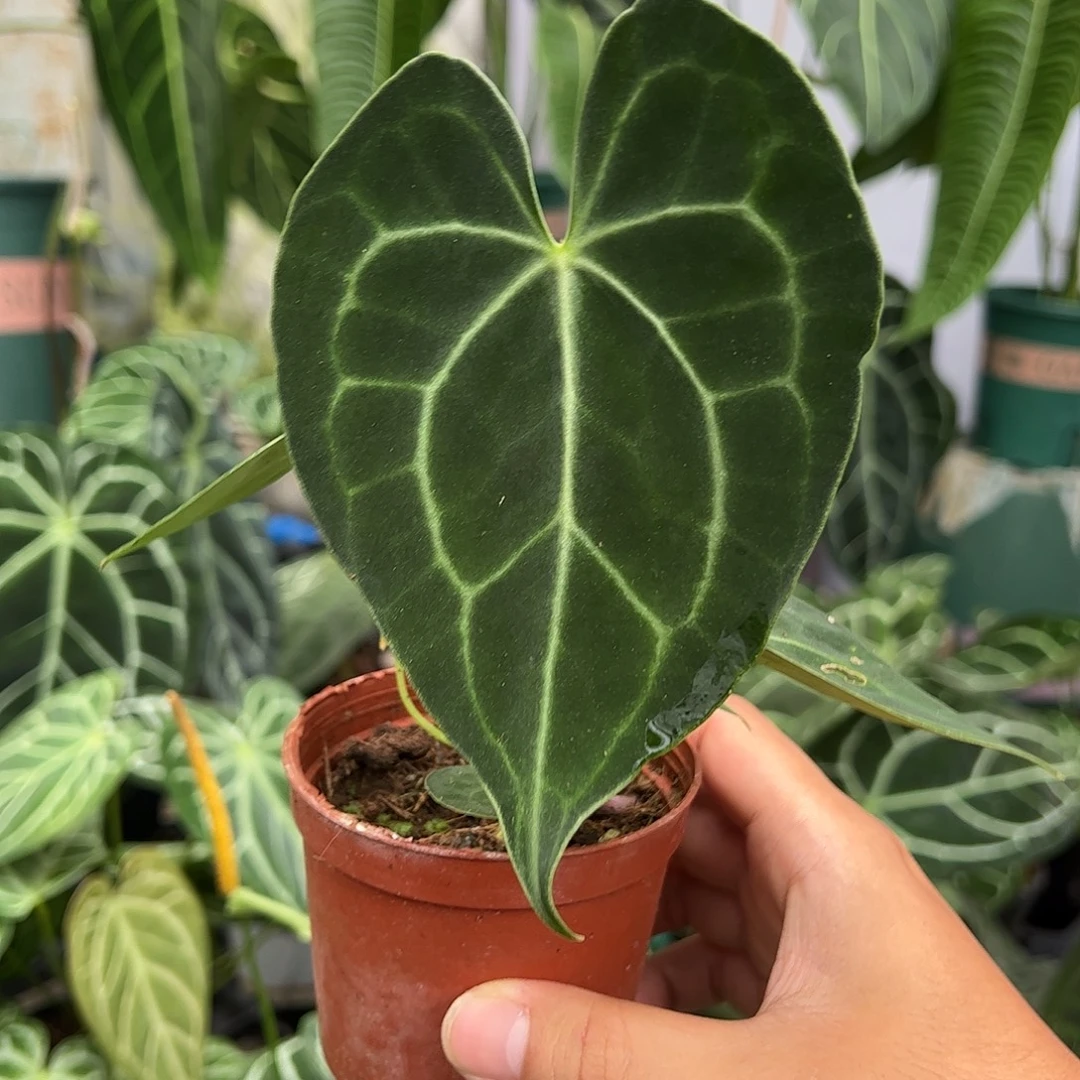 完全开放小克莱恩花烛（拍此链接联系主播挑选）