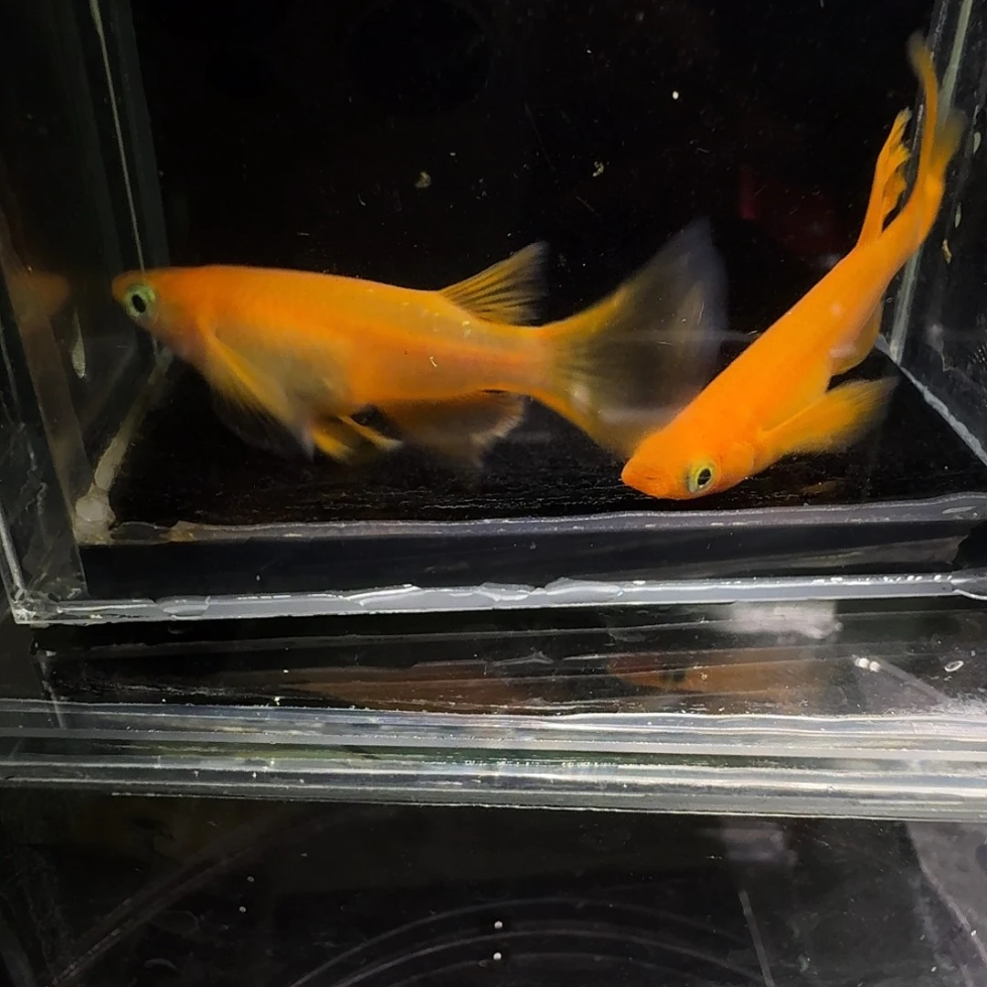 青鳉鱼一物一拍216