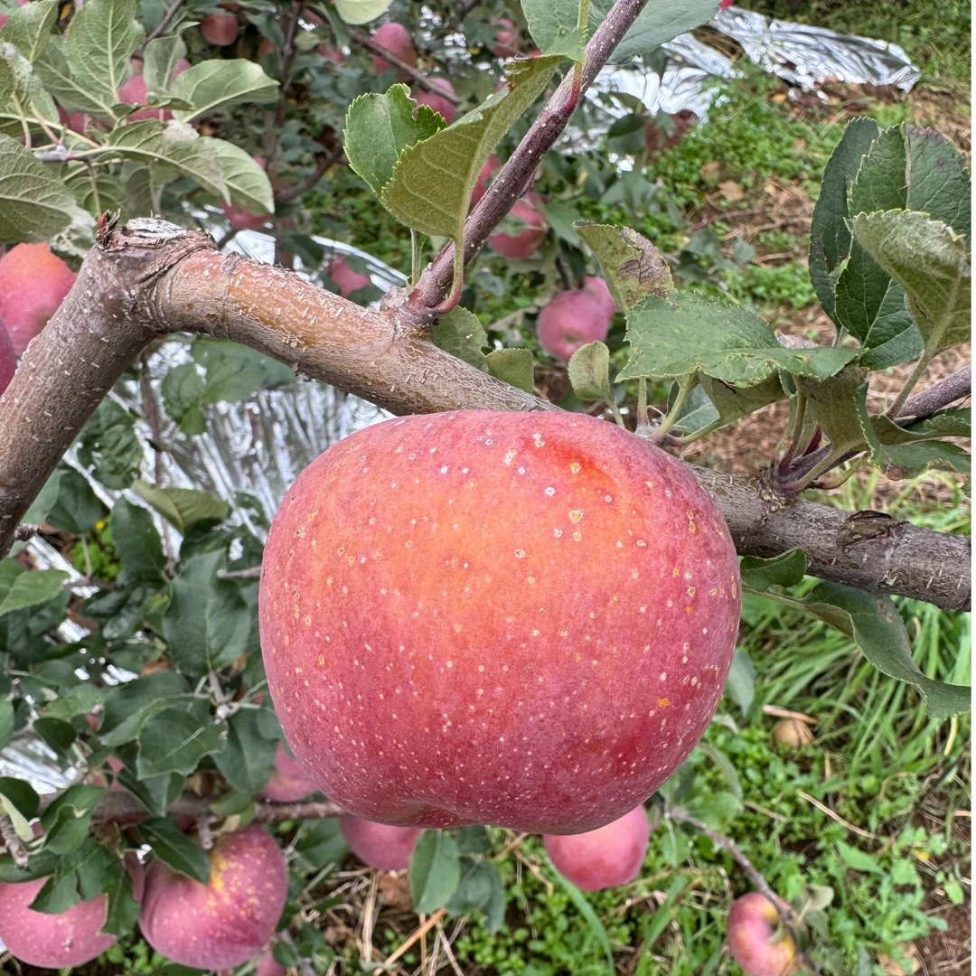 云南昭通高山丑苹果脆甜多汁新鲜应季果现摘先发包邮4.5/8斤包邮