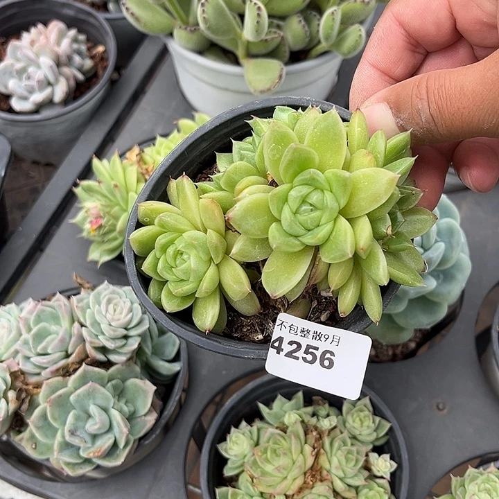 ****梓阿雅园艺。   4256麦秆