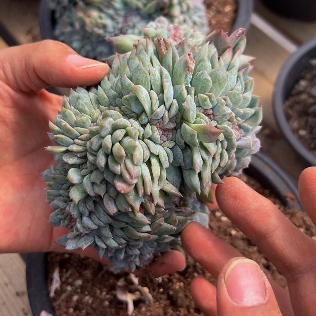 新年快乐 新年快乐