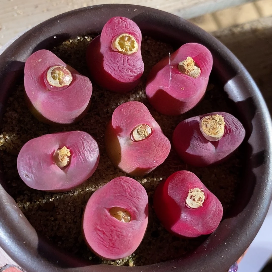 一颗1.8厘米大红蟠桃。