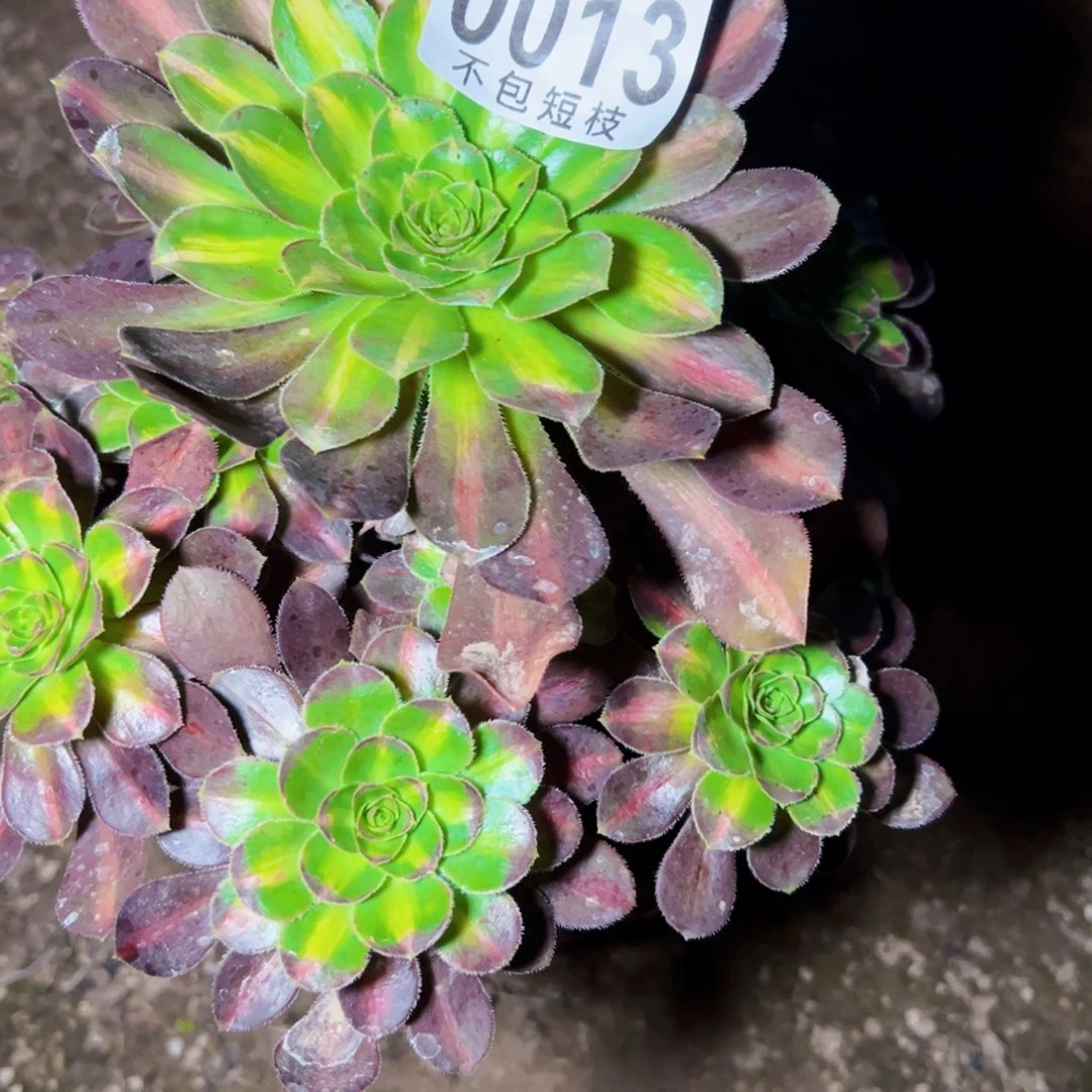 爱马仕中斑多肉植物0013