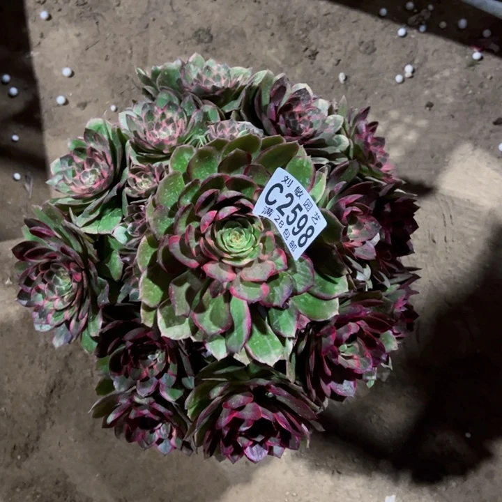 2598多肉植物法师莲花座