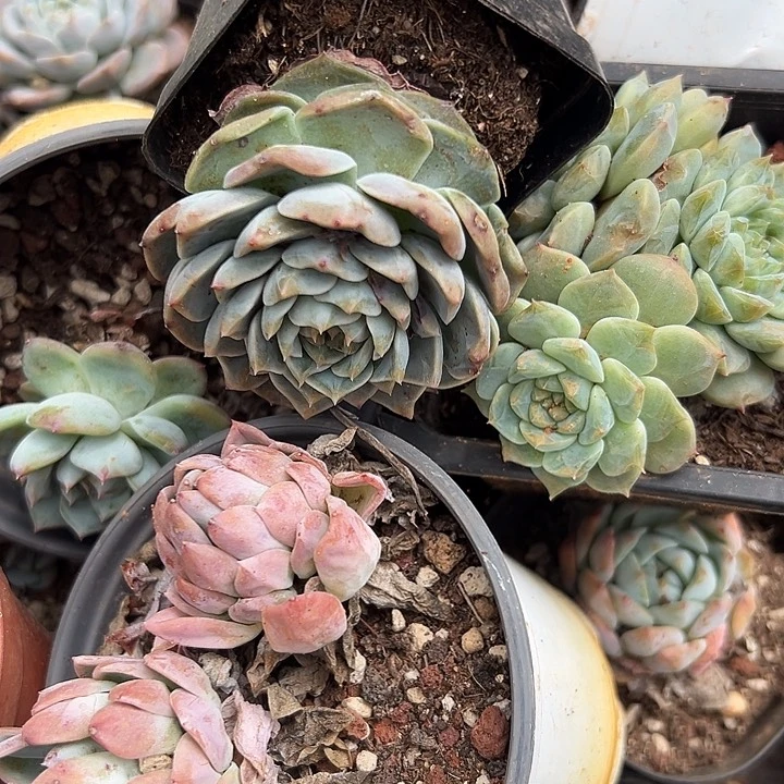 10颗小精品。