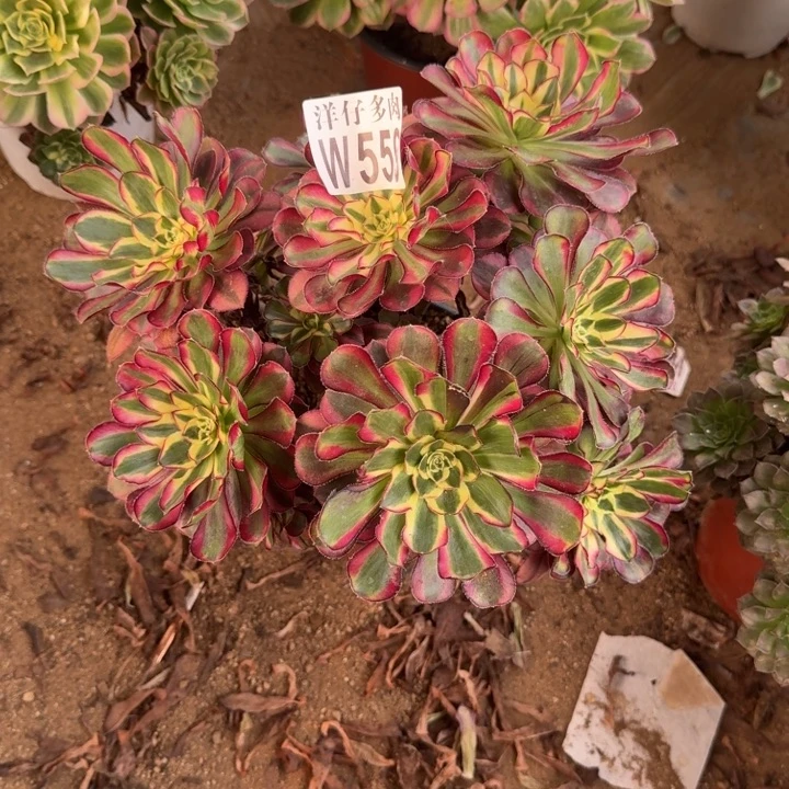 559冰激凌官服25左右2