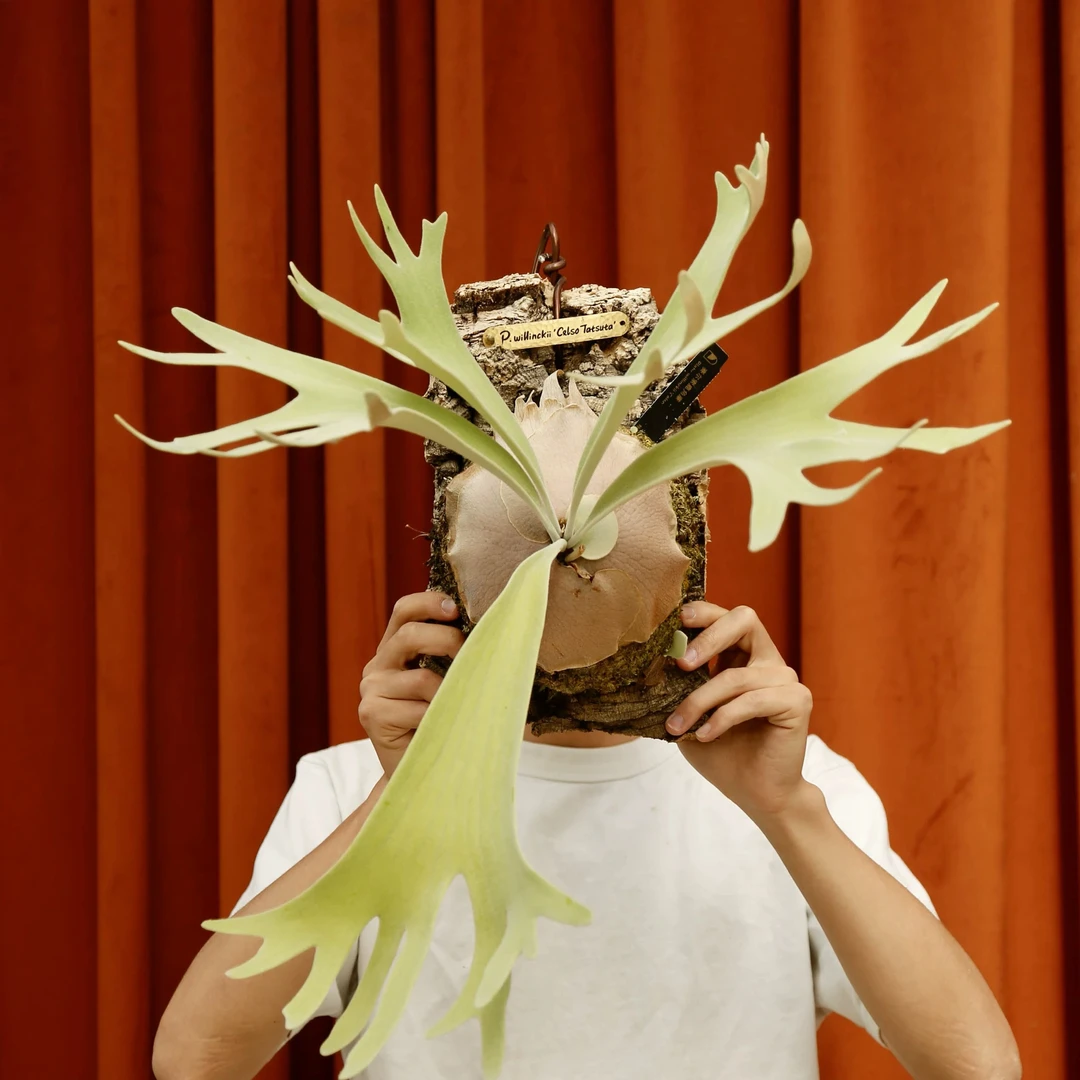 赛尔索鹿角蕨新手友好壁挂绿植客厅沙发植物 立体盆栽 特殊气候