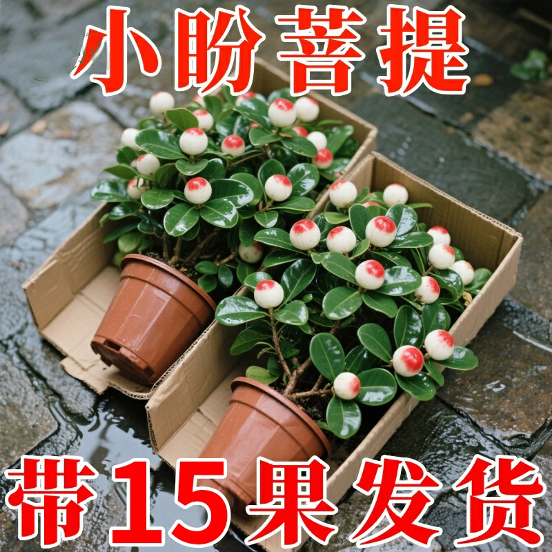 小盼菩提禅意带花盆绿植盆栽中式室内客厅好养茶桌办公室绿植