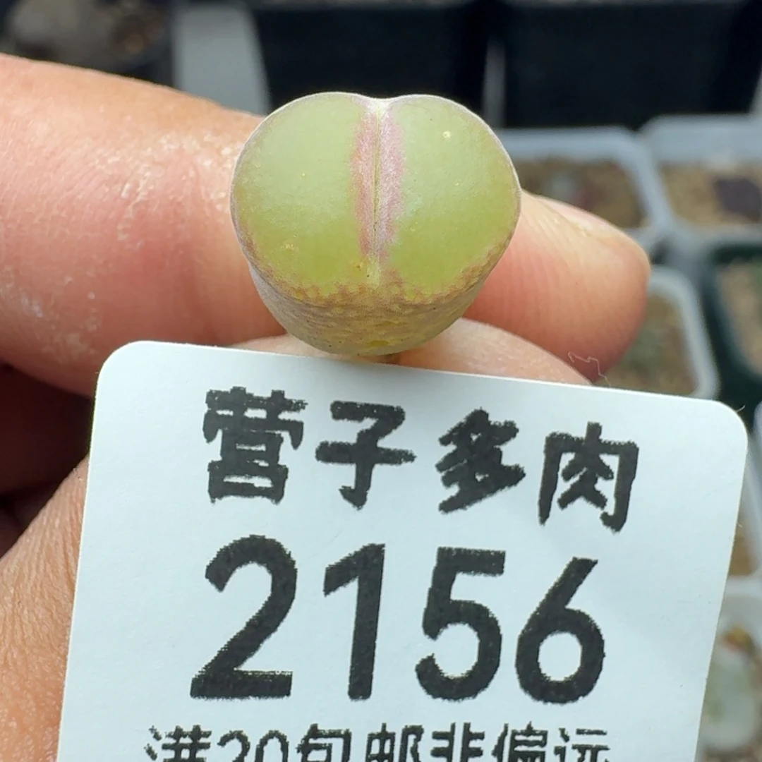 粉女。        脱土。