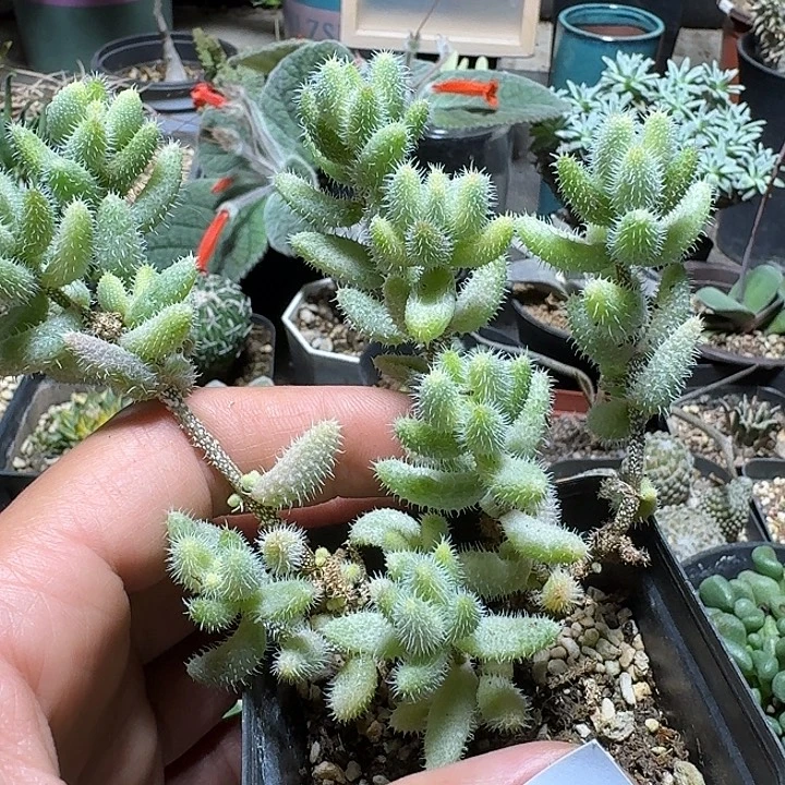 247苍耳子锦脱土发货