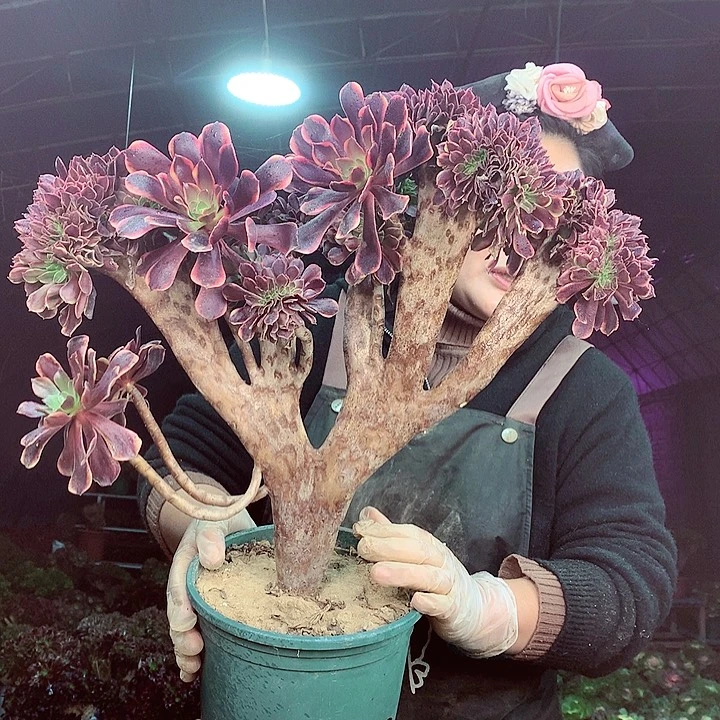 柒柒精品多肉脱土发货不包断侧枝S536