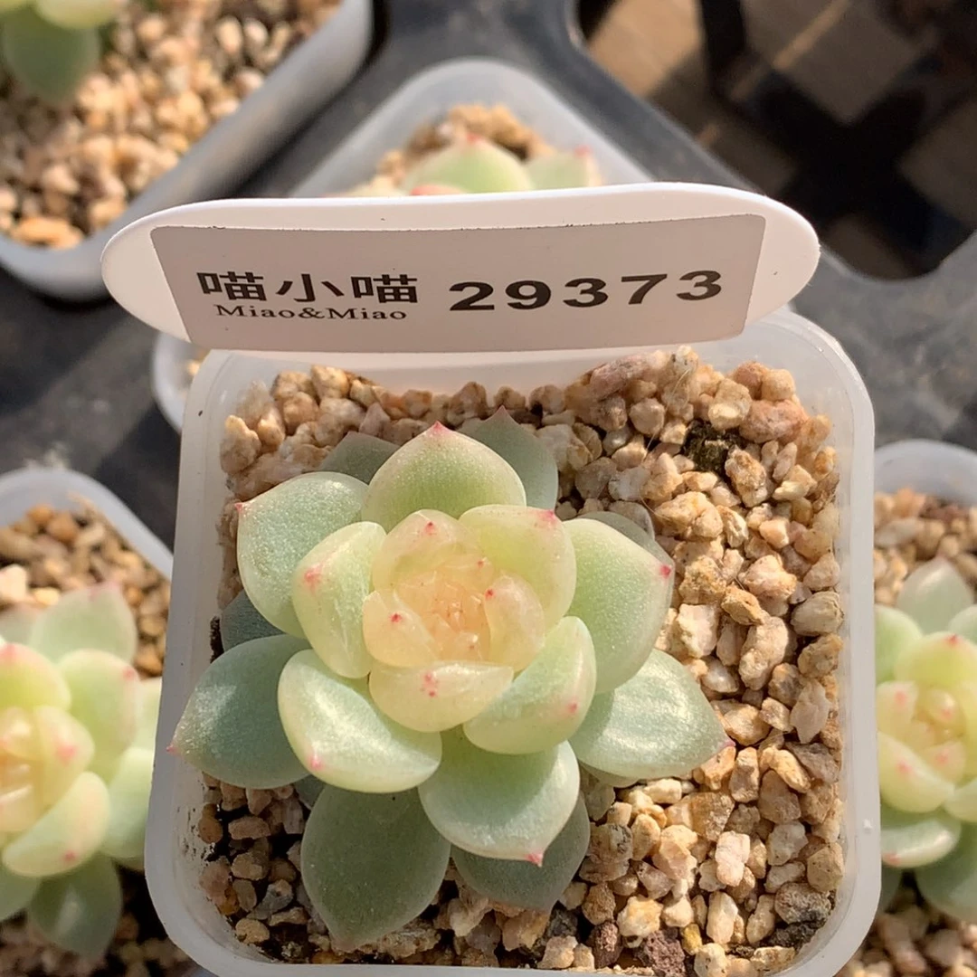 小***娘多肉植物杂交珍妮