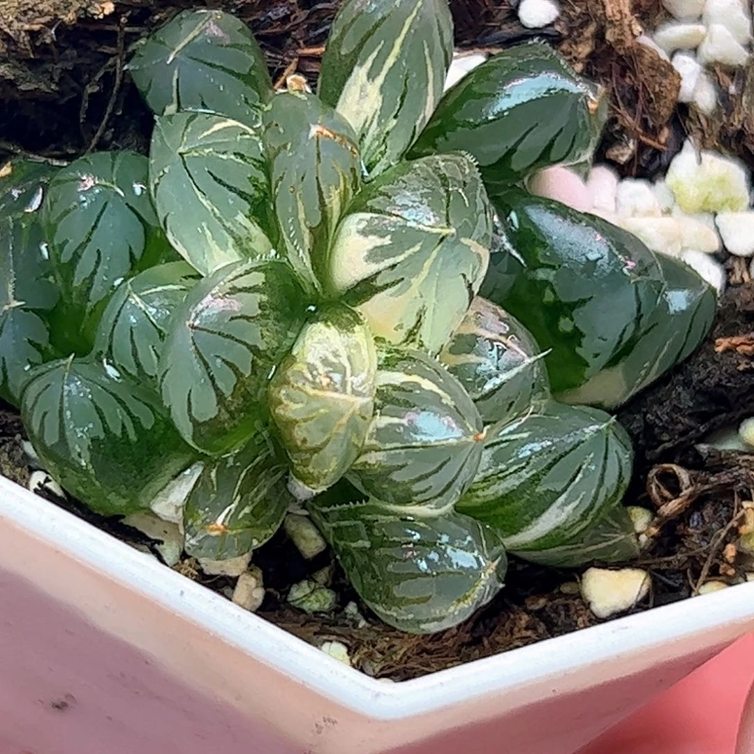 水晶灯锦十二卷多肉