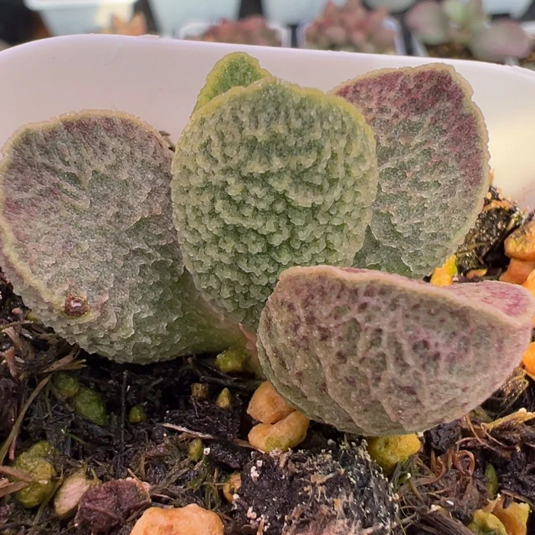 福利款实生新品多肉植物