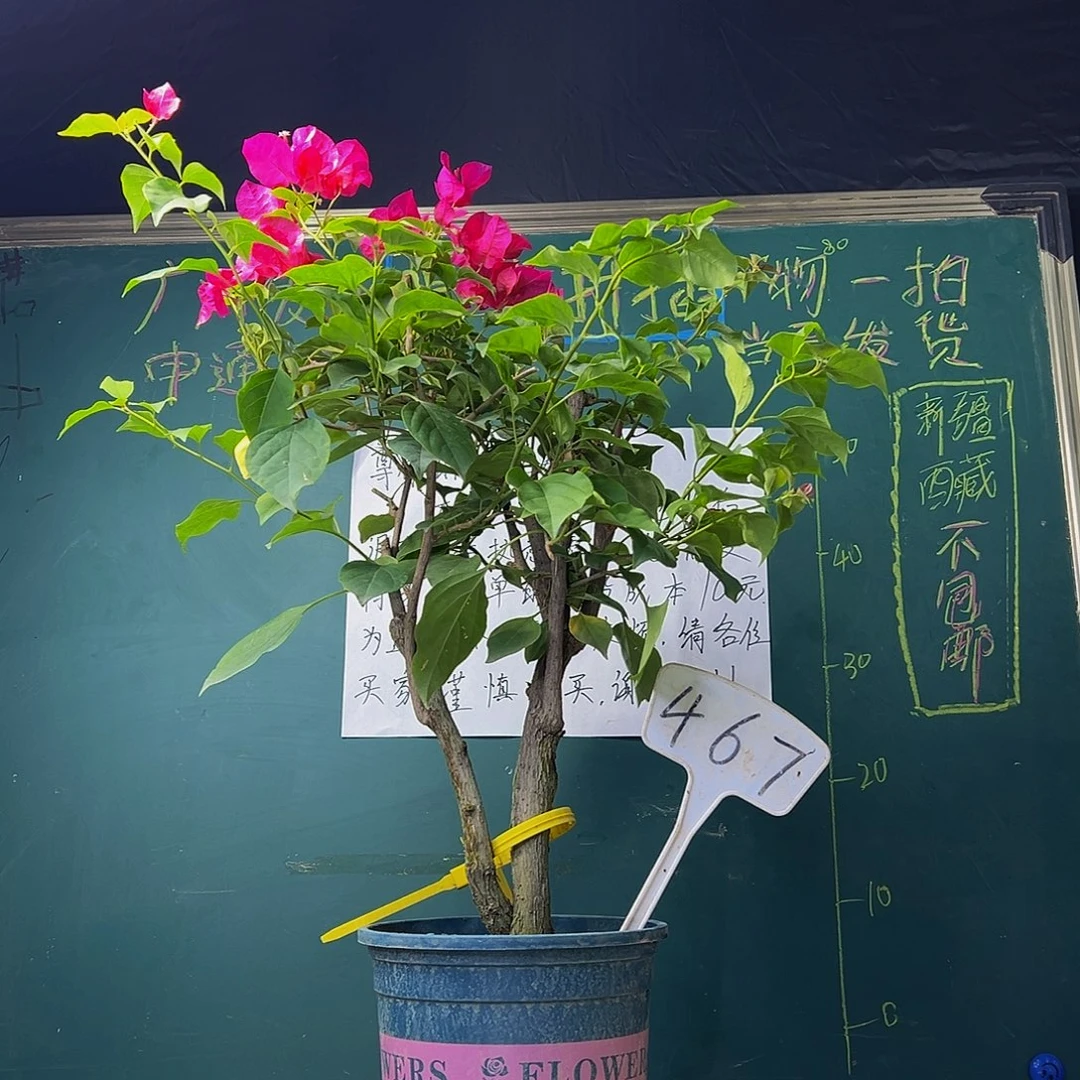 当前无花栽培后可以开花 70CM高 玫瑰红 原生小树头 467