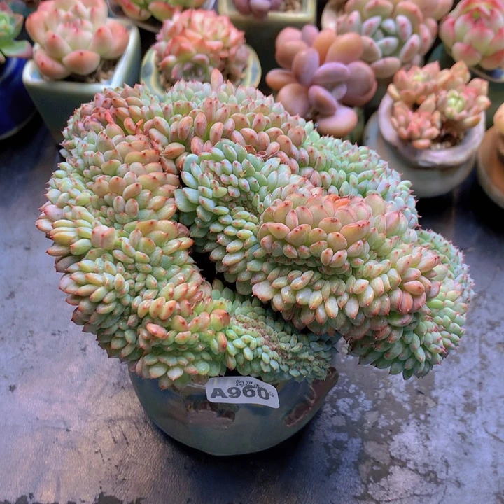 一物一拍含盆土满38包邮A960