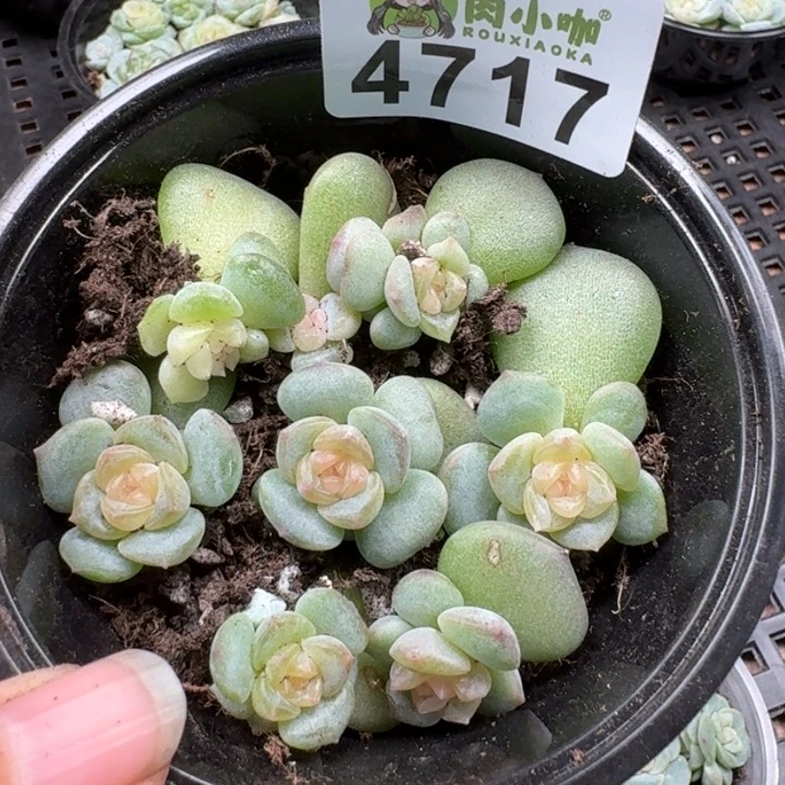 多肉植物多肉植物