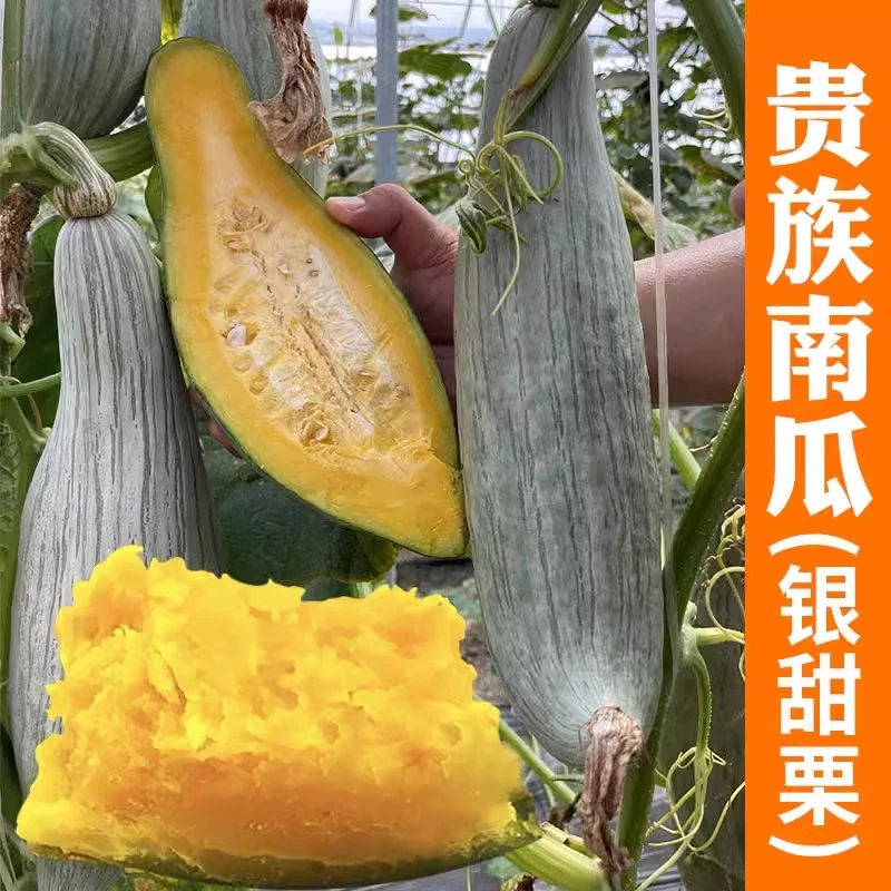 贵族南瓜种子杂交粉糯香甜板栗南瓜种籽四季庭院南瓜蔬菜种籽孑
