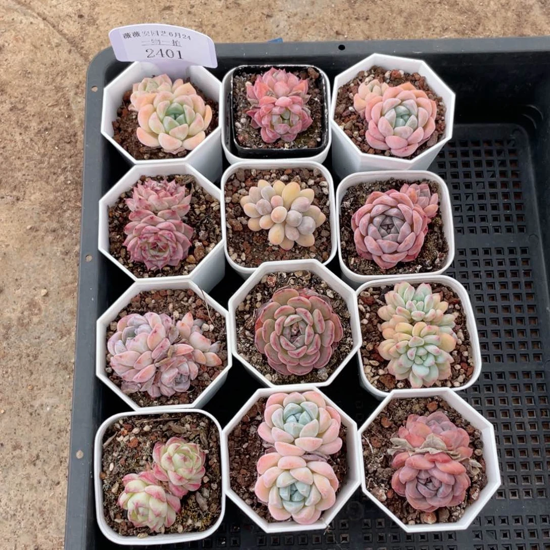 薇薇安园艺多肉2401