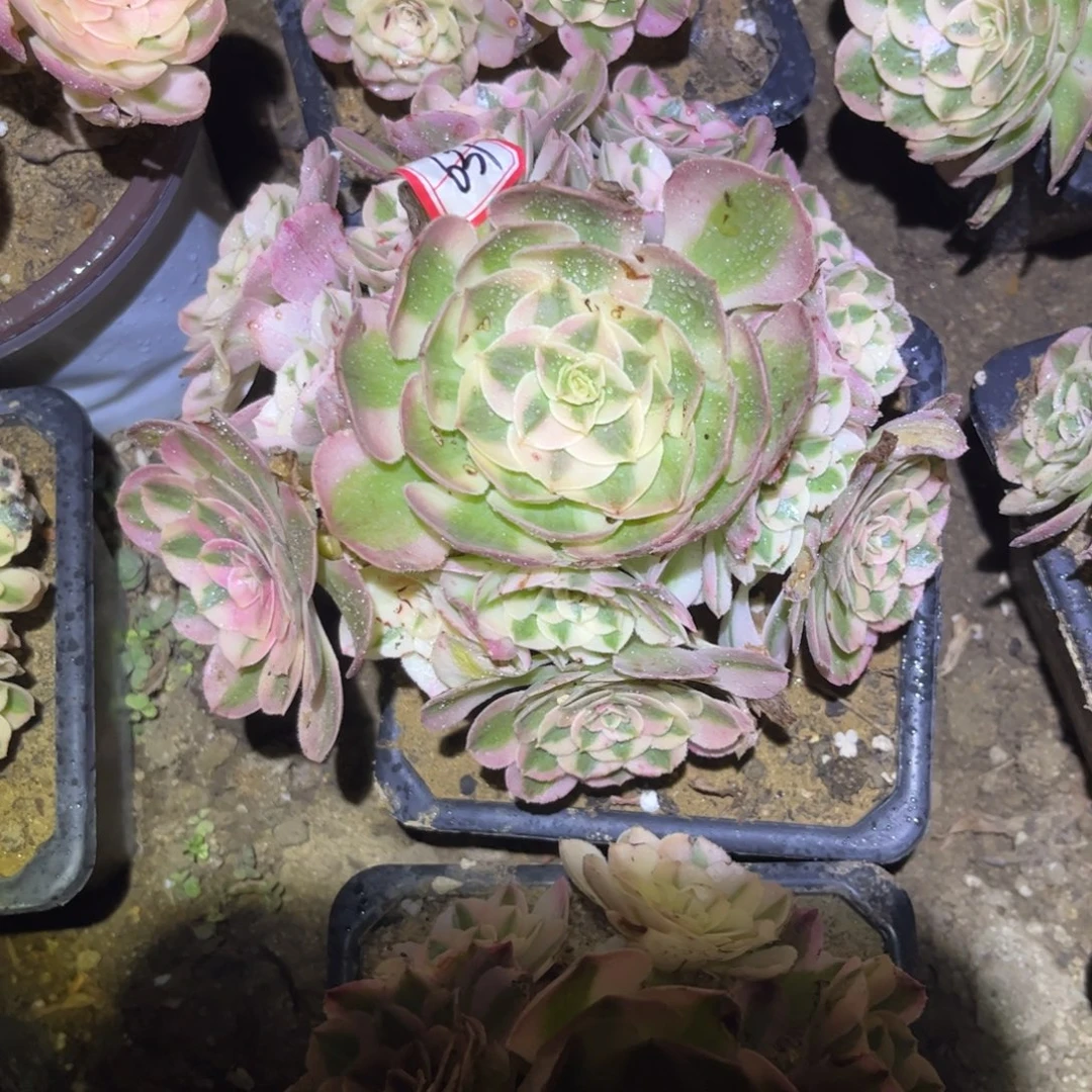 637多肉植物倾城法师