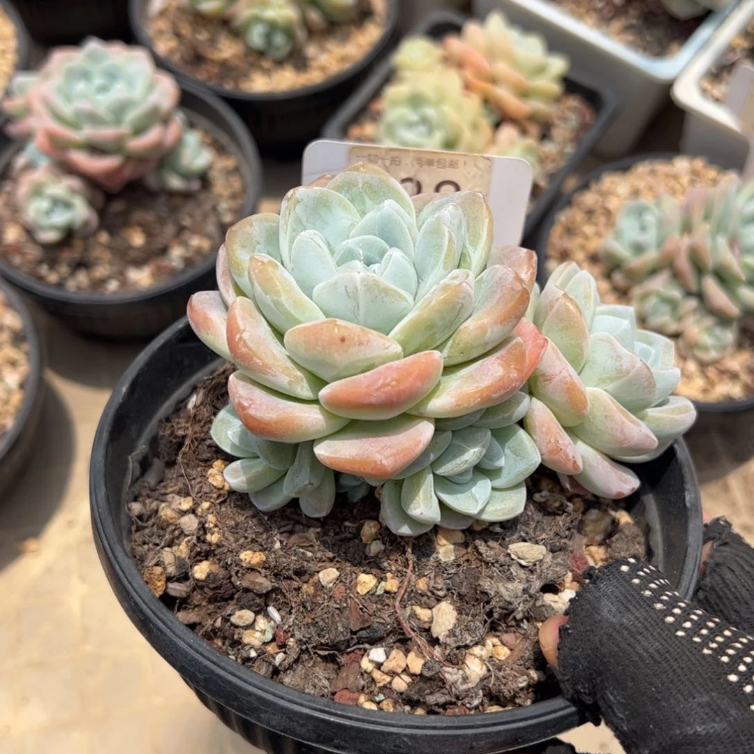 再****手38号多肉植物