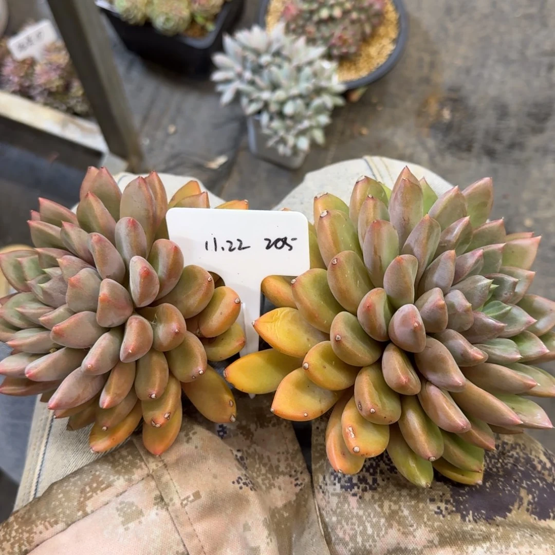 一物一拍红象牙205