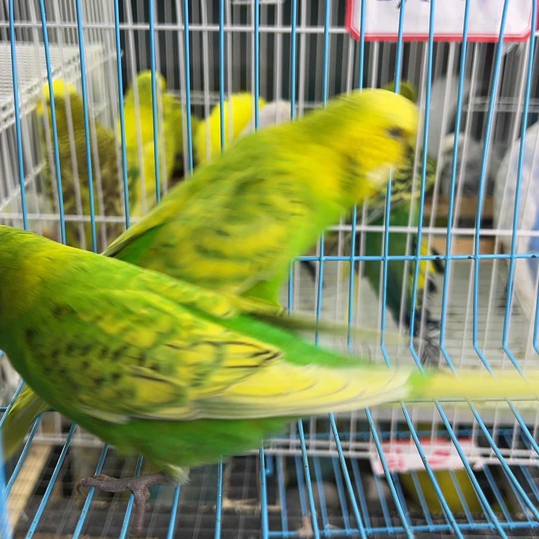 虎皮鹦鹉李咯阿咯几把具体买