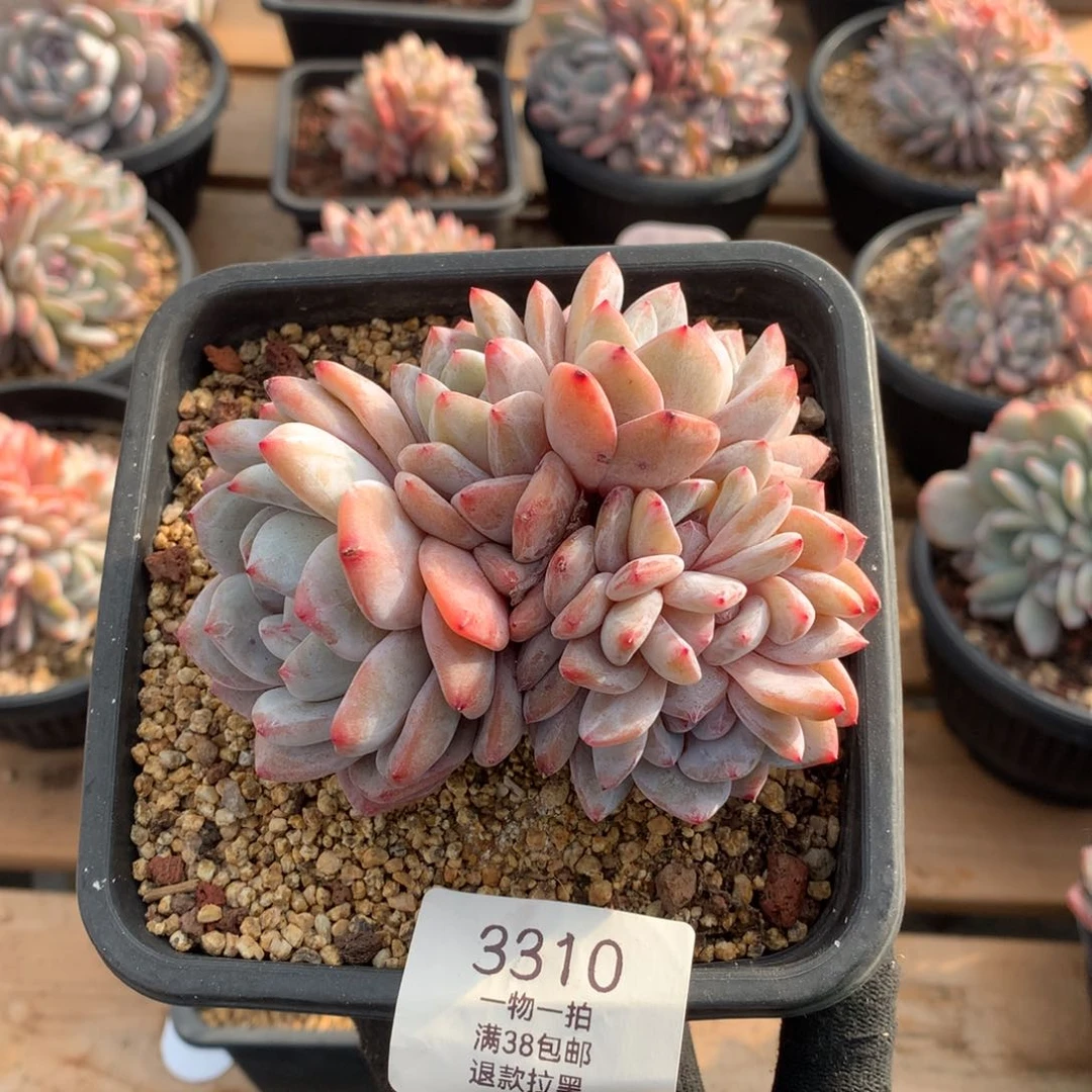 10厘米雪天使朵朵3310