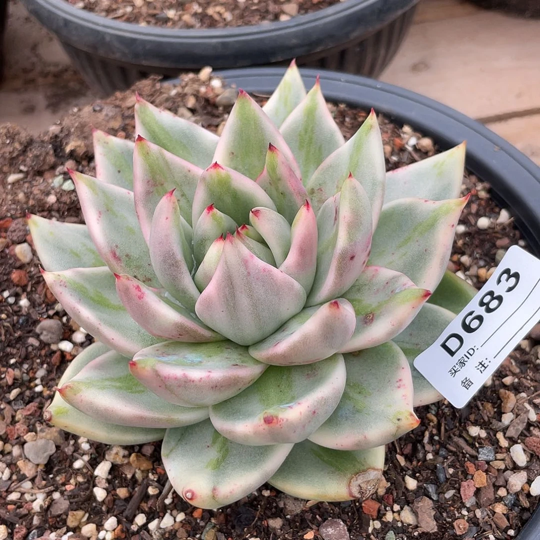 若如东云单拍D683