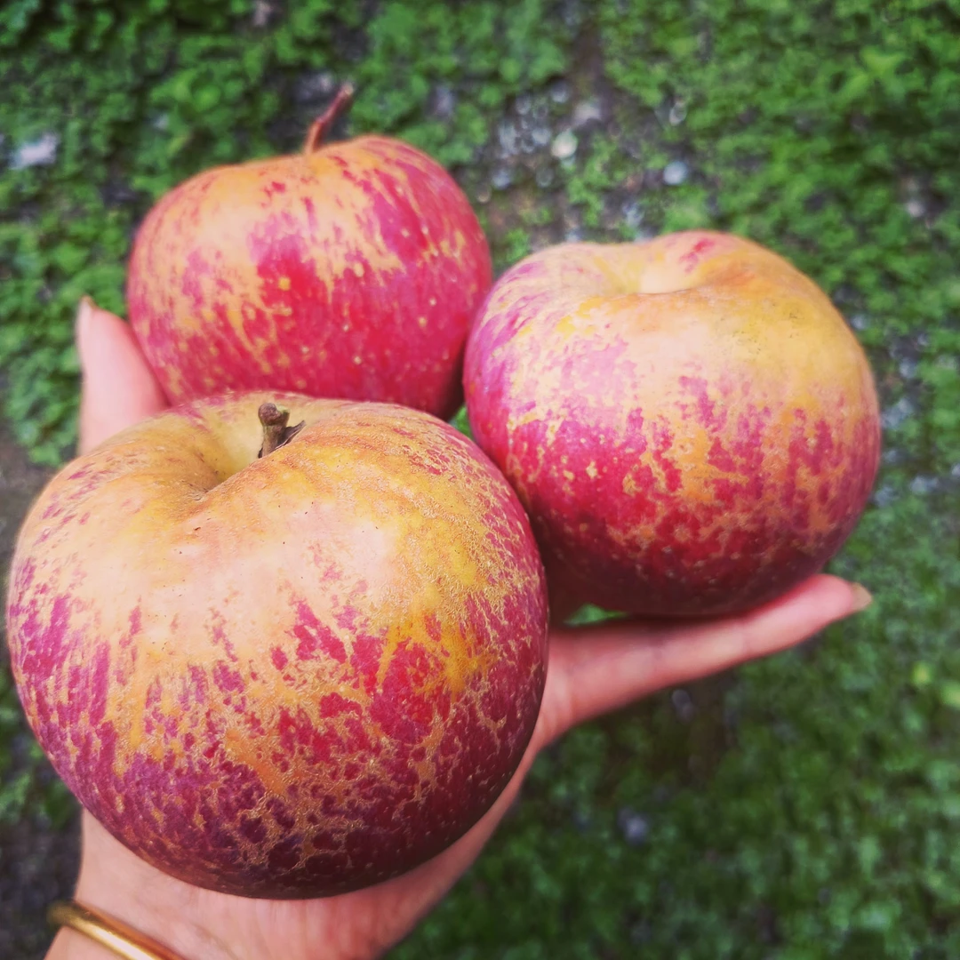 【瑾姐专属】正宗昭通丑苹果孕妇放心水果净重10市斤现摘现发