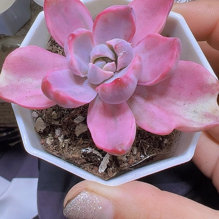 彩虹糖锦19包邮多肉植物