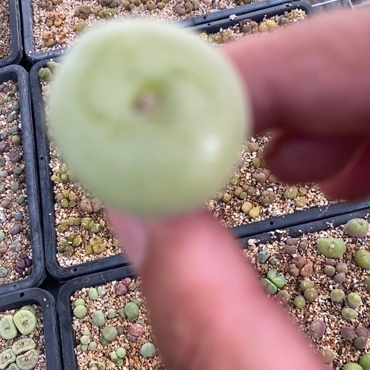 746一颗大孔卡佛