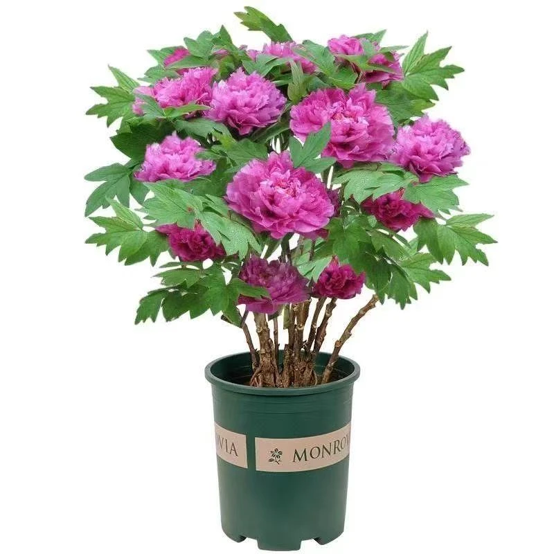 牡丹花带花包原盆