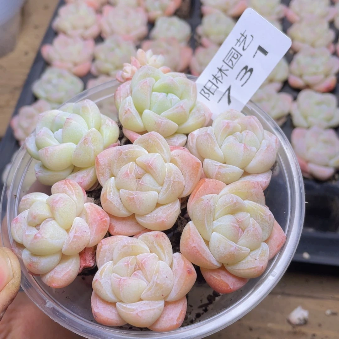 多肉植物多肉植物731