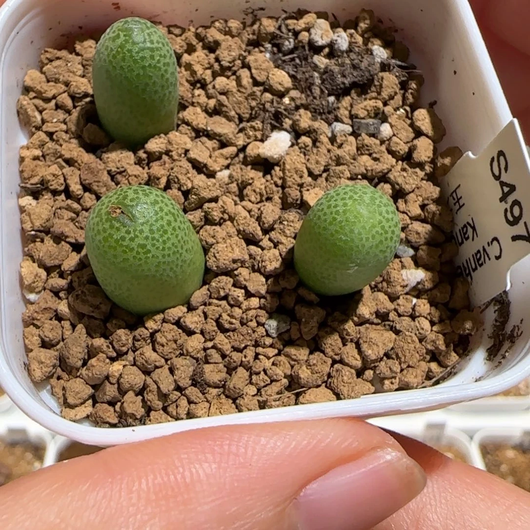 肉锥多肉植物组合-玉米一盆412