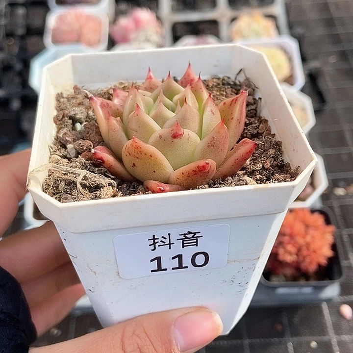 一物一拍满十元包邮发货 110