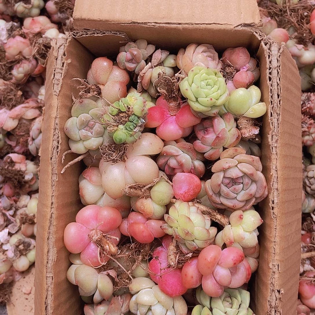 00000000000000002量拍保底50颗