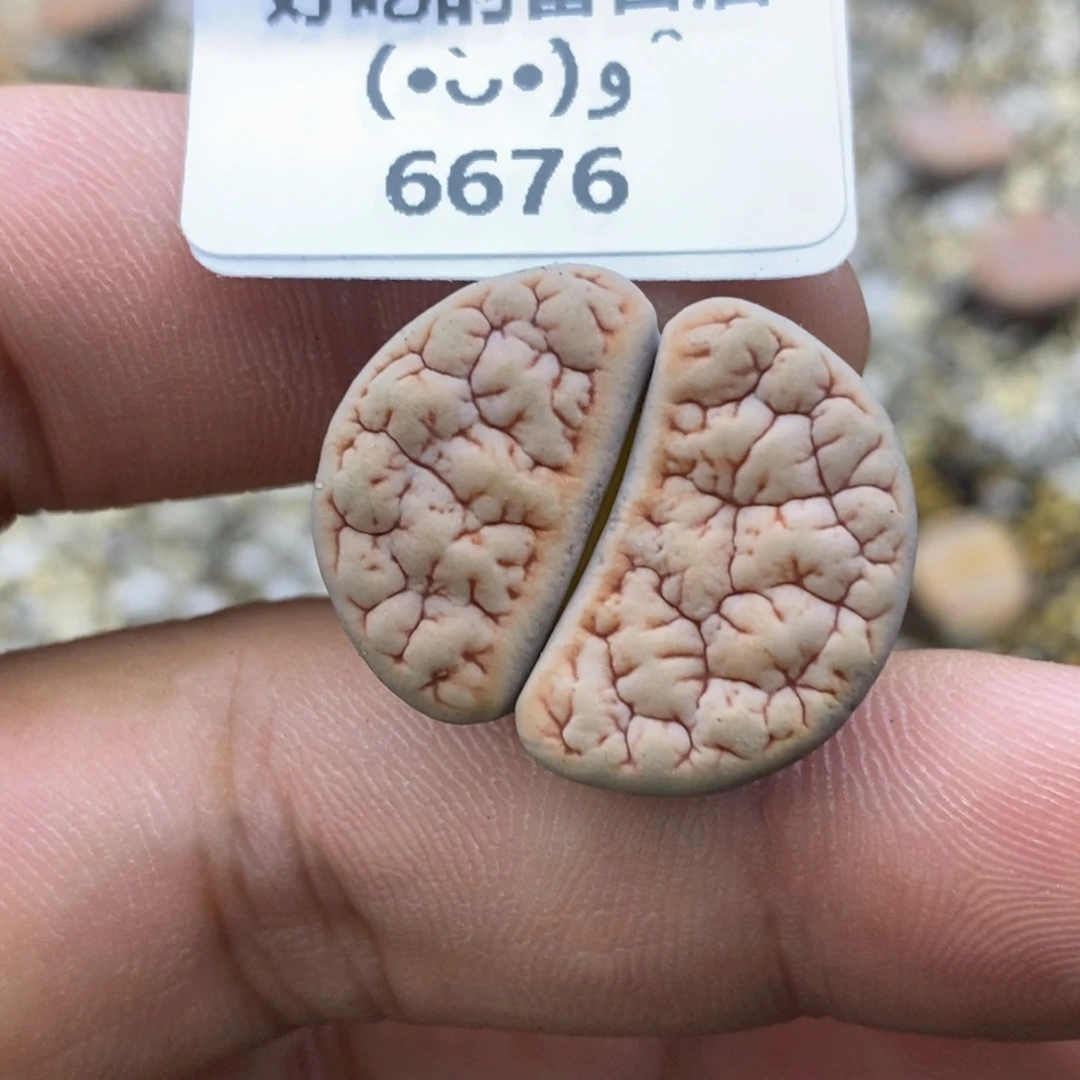 杠***精6676。18包邮.当天凑哦。新疆西藏88包邮
