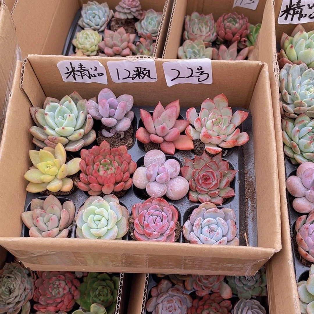 【闪购商品】【量拍】12颗-22