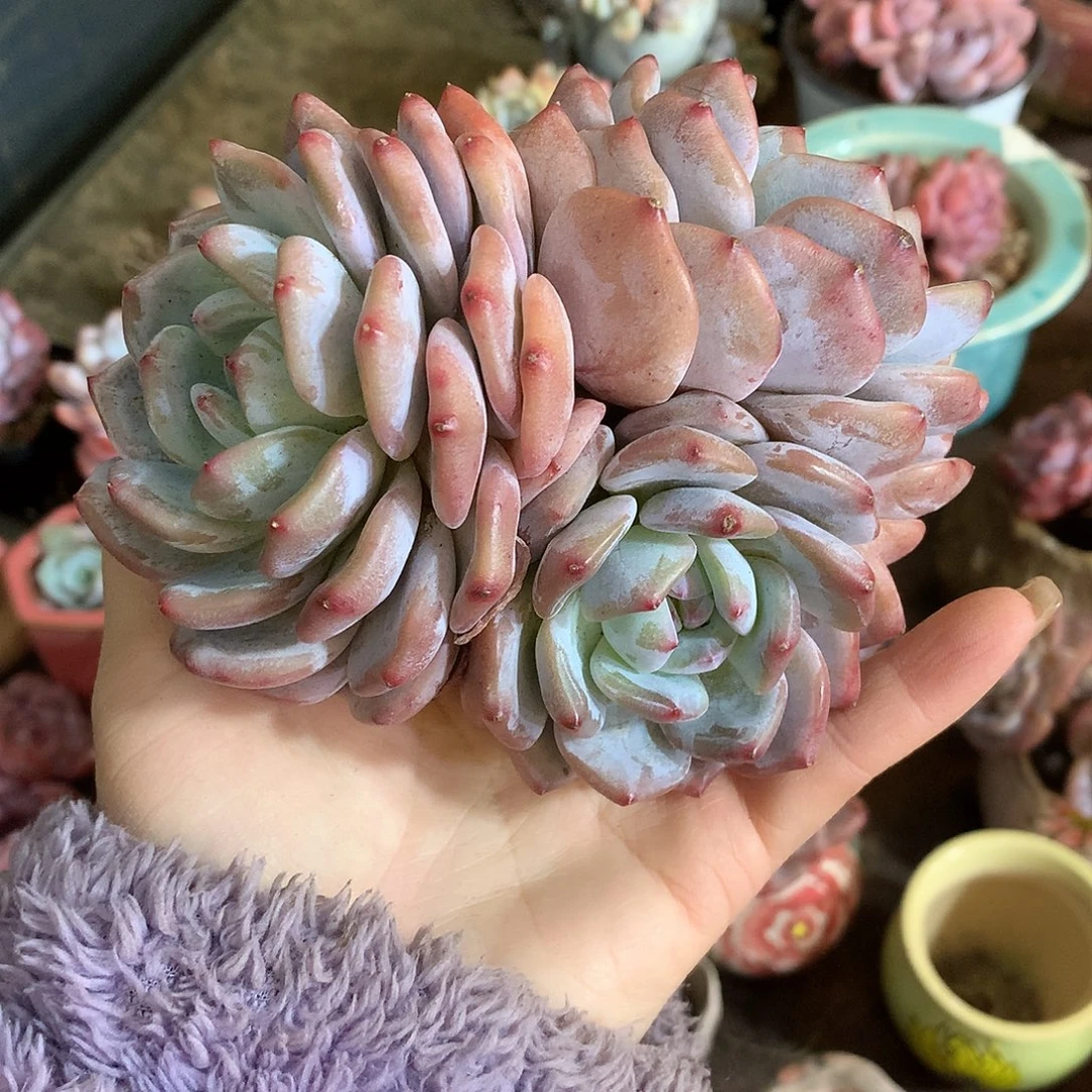 哈哈哈哈哈哈哈石榴籽冰玉