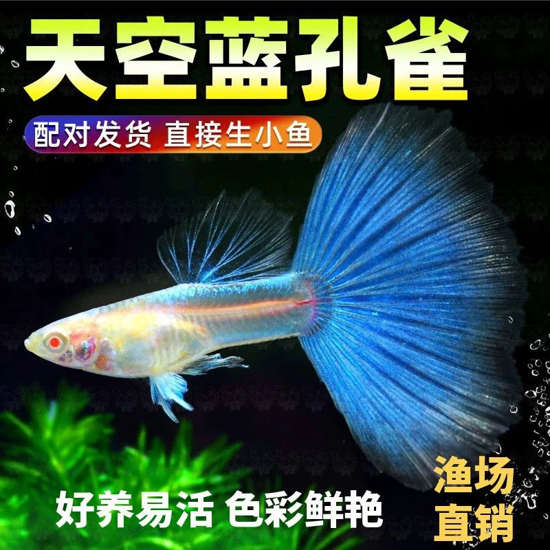 精品天空蓝白孔雀鱼纯种凤尾小型热带观赏鱼好养耐活适合新手