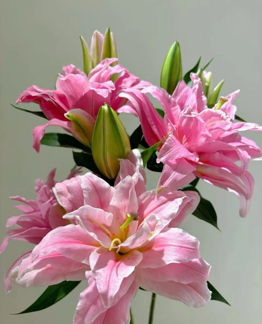 【三头尤尼格重瓣香水百合】云南鲜花顺丰包邮