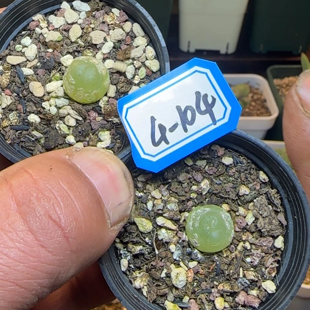 拉登5元1颗。    福利。