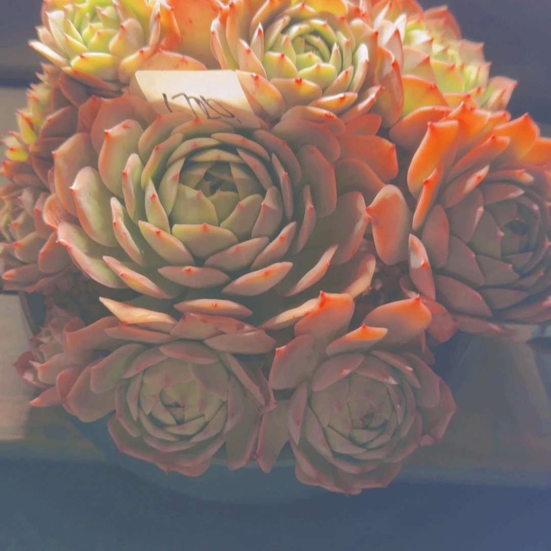 来***张17120沙漠骆驼多肉植物