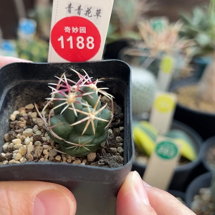实生豪刺大红鹰2.4cm