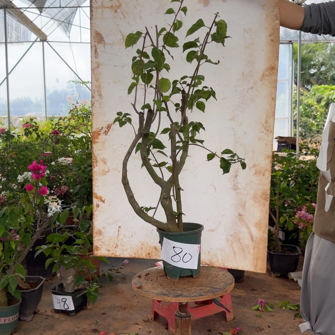 大部分花苞少量开放重瓣粉 80