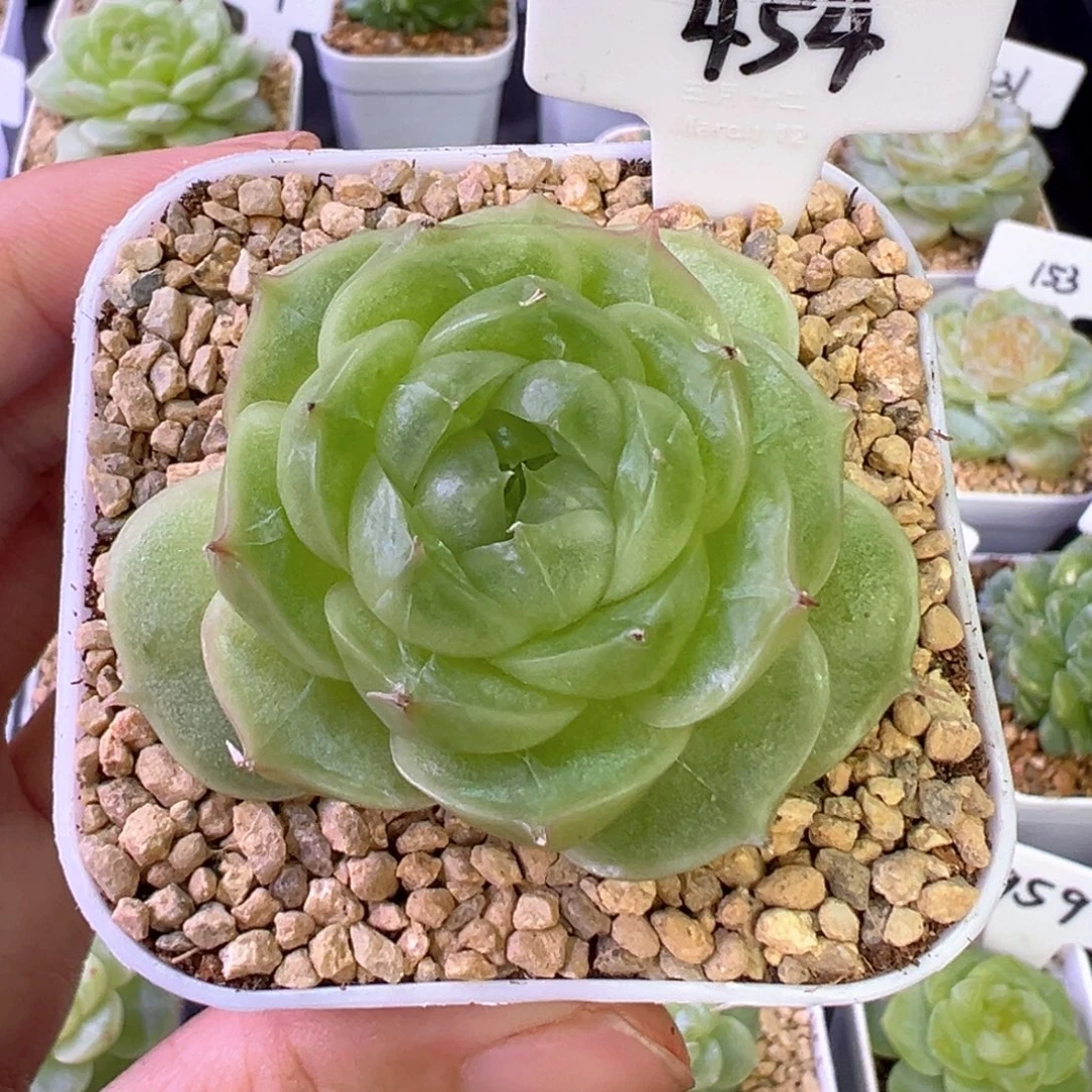 454号珍妮 晗雨多肉