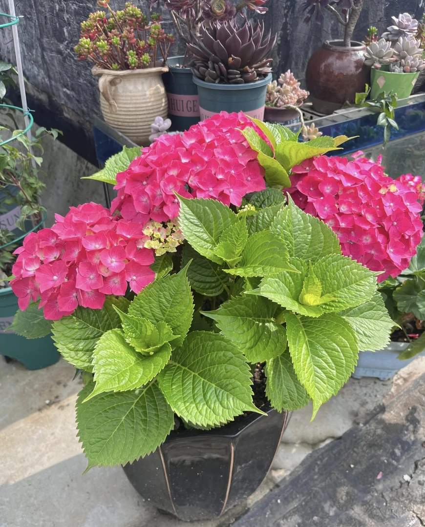 [靓红绣球] 180口径大盆 多年生庭院花园四季开花卉玫红妈妈盆栽