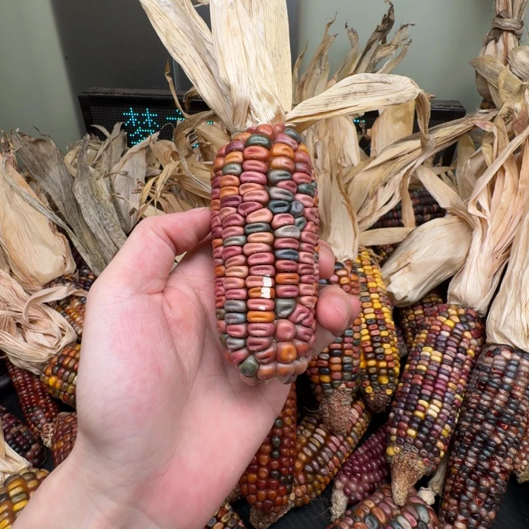 柏香籽/百香籽吊坠风***1